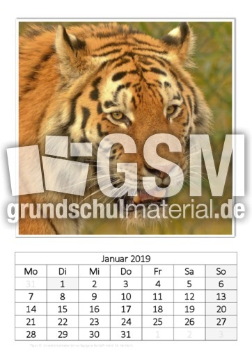Januar_Tiger.pdf